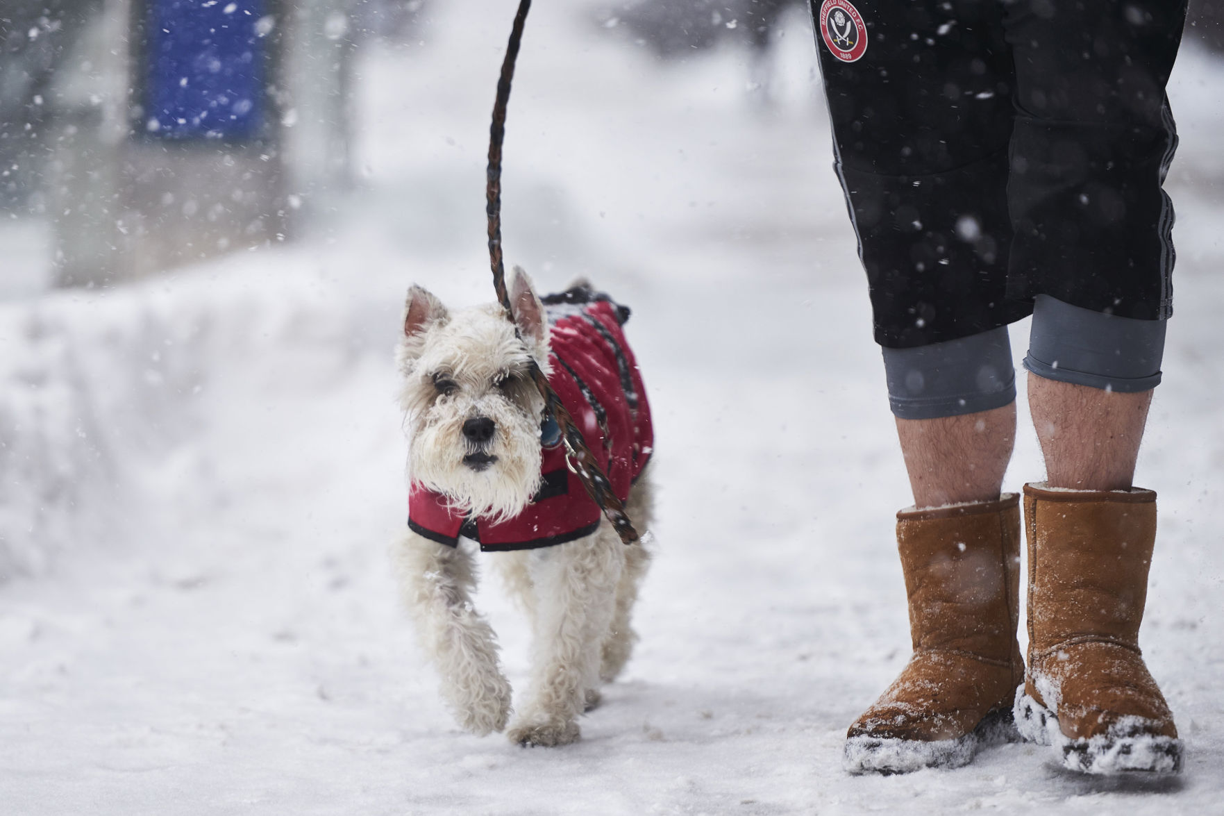 Keep a keen eye on man's best friend